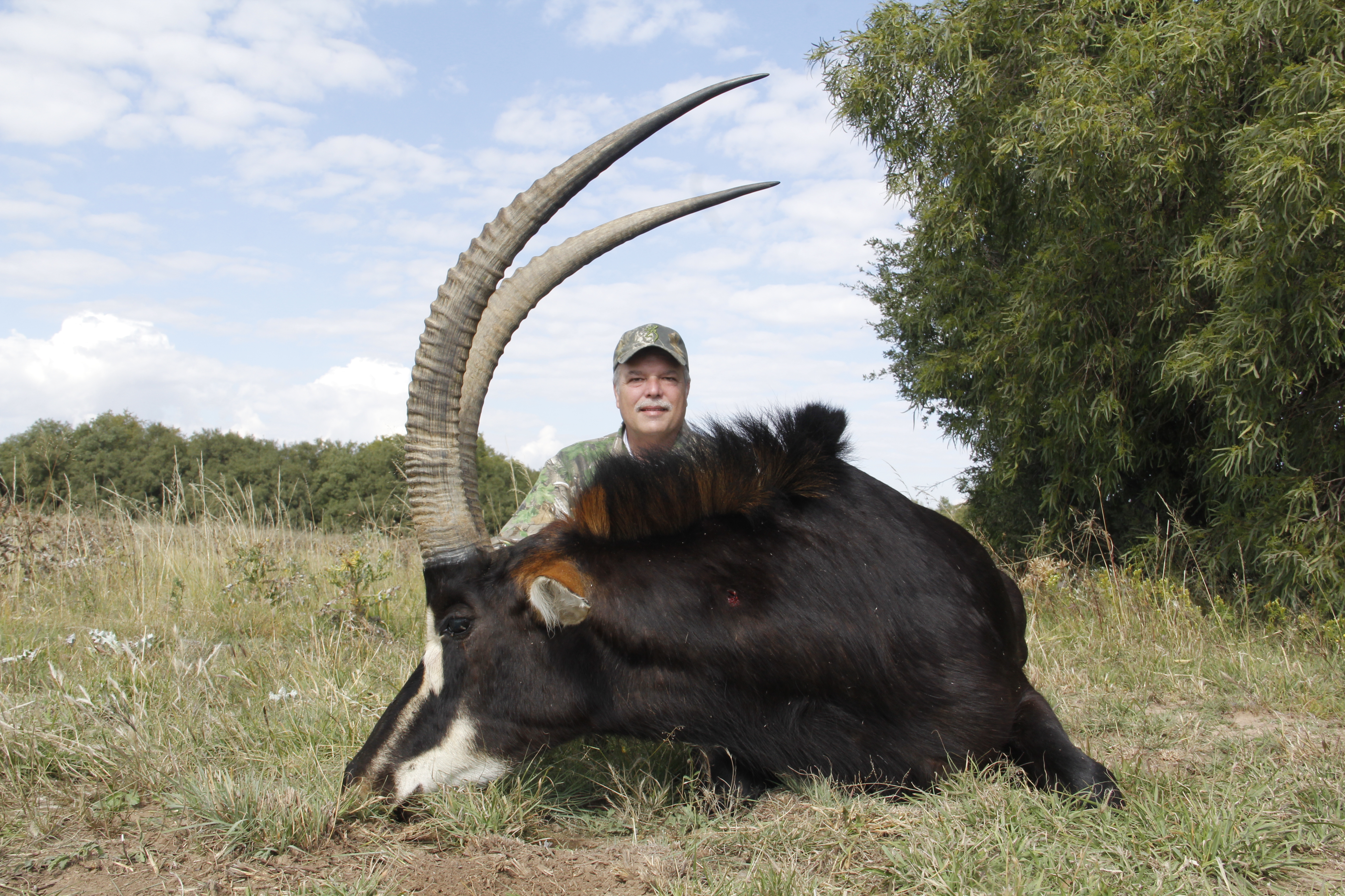 Sable Antelope