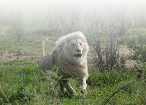 News Lategan Safaris