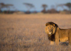 News Lategan Safaris