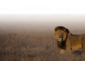 News-Lategan-Safaris2