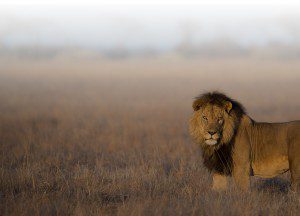 News-Lategan-Safaris2