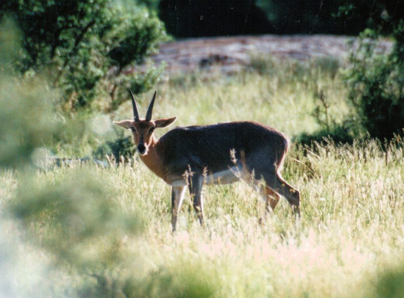 Lategan Safaris – Gallery