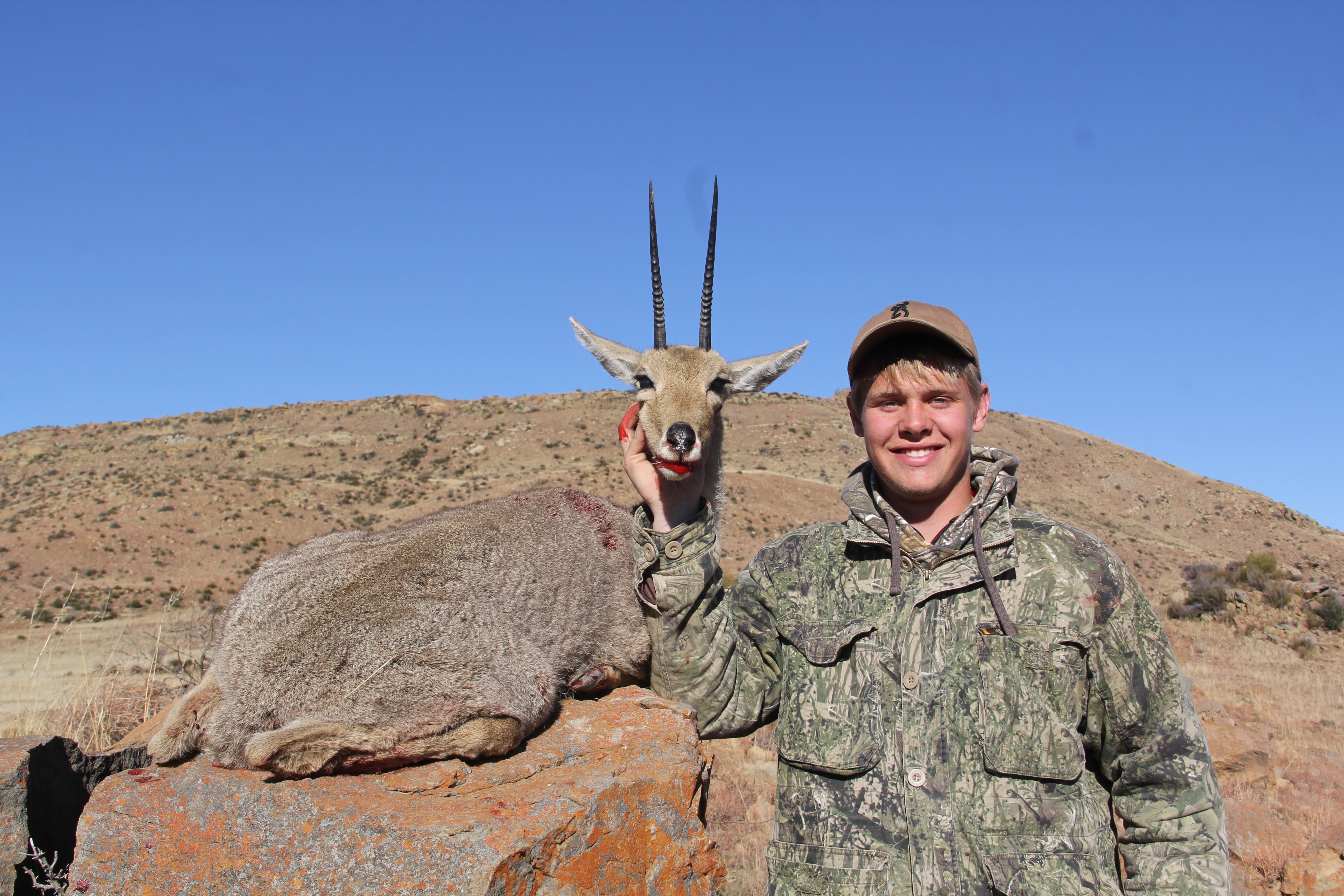 Grey Rheebuck