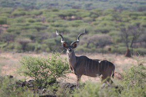 Species Lategan Safaris