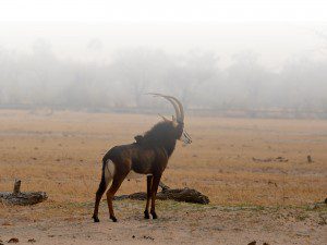 Species-Lategan-Safaris