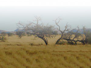 Species-Lategan-Safaris
