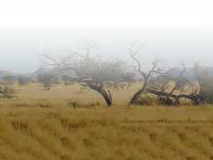 Species-Lategan-Safaris