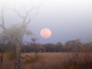 Species Lategan Safaris
