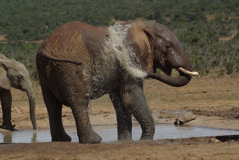 Lategan Safaris – Gallery