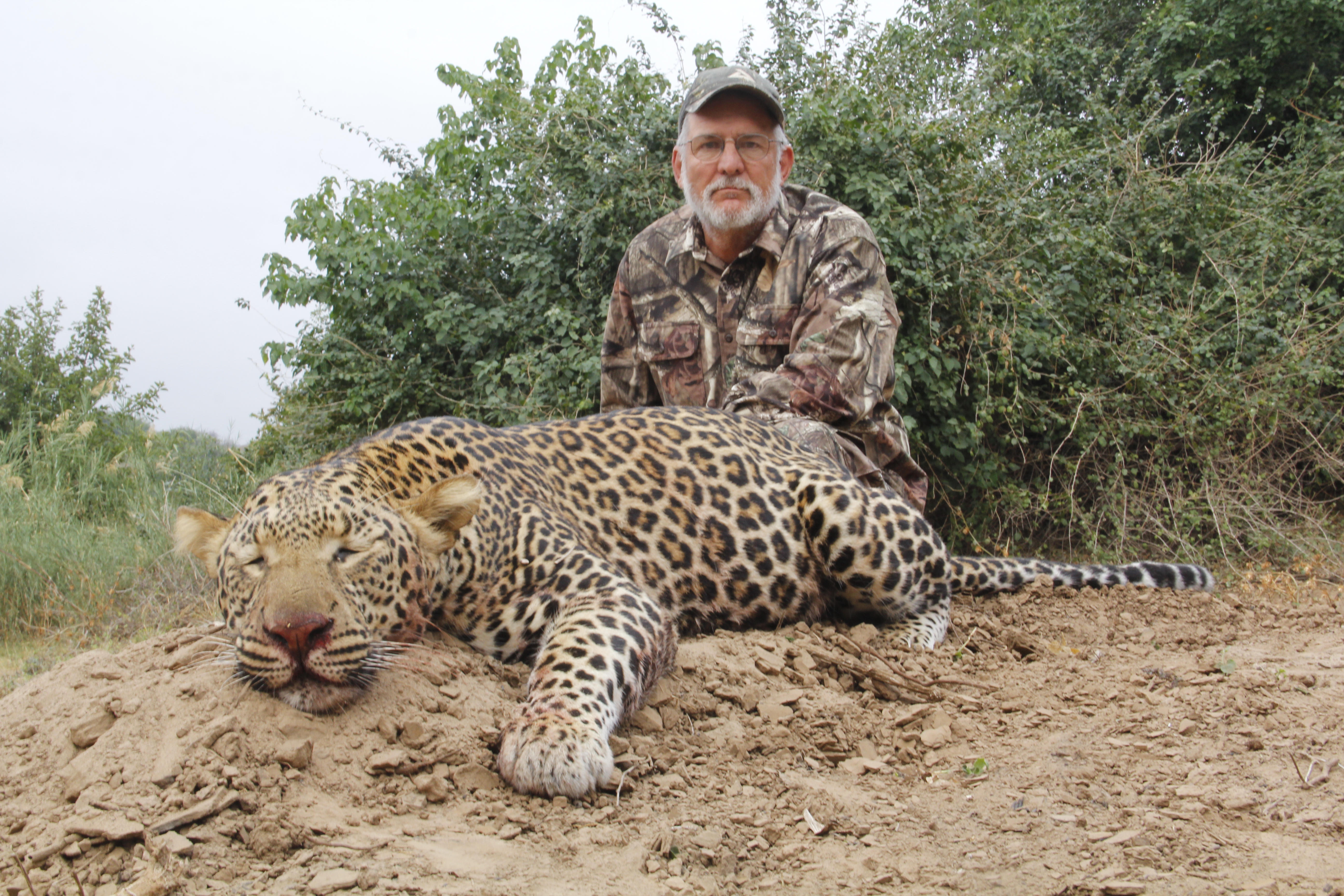 Leopard