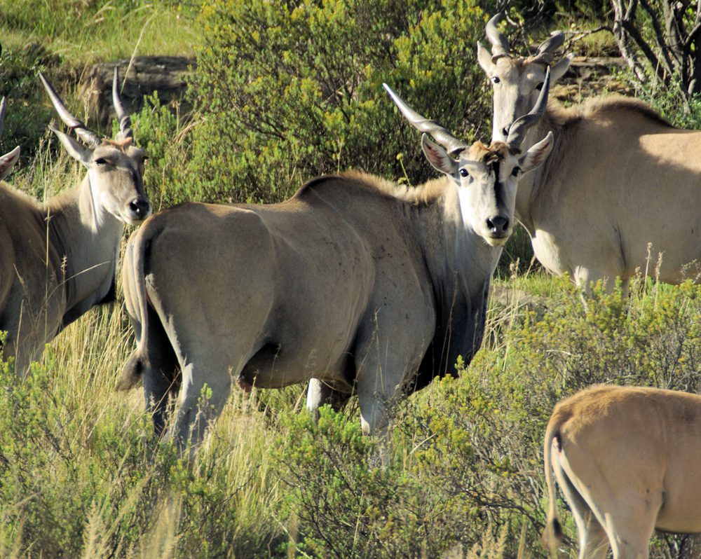 Eland