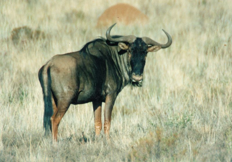 Lategan Safaris – Gallery
