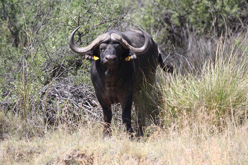 Lategan Safaris – Gallery