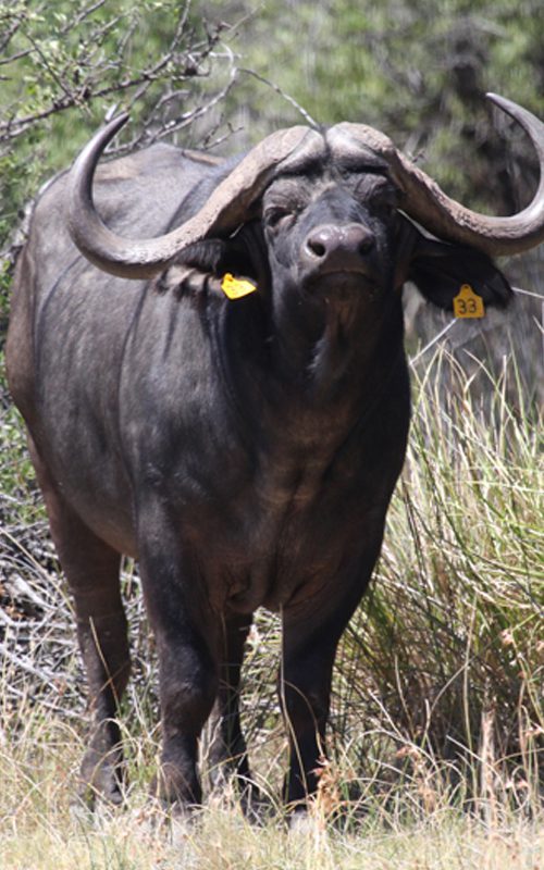 Lategan Safaris – Gallery