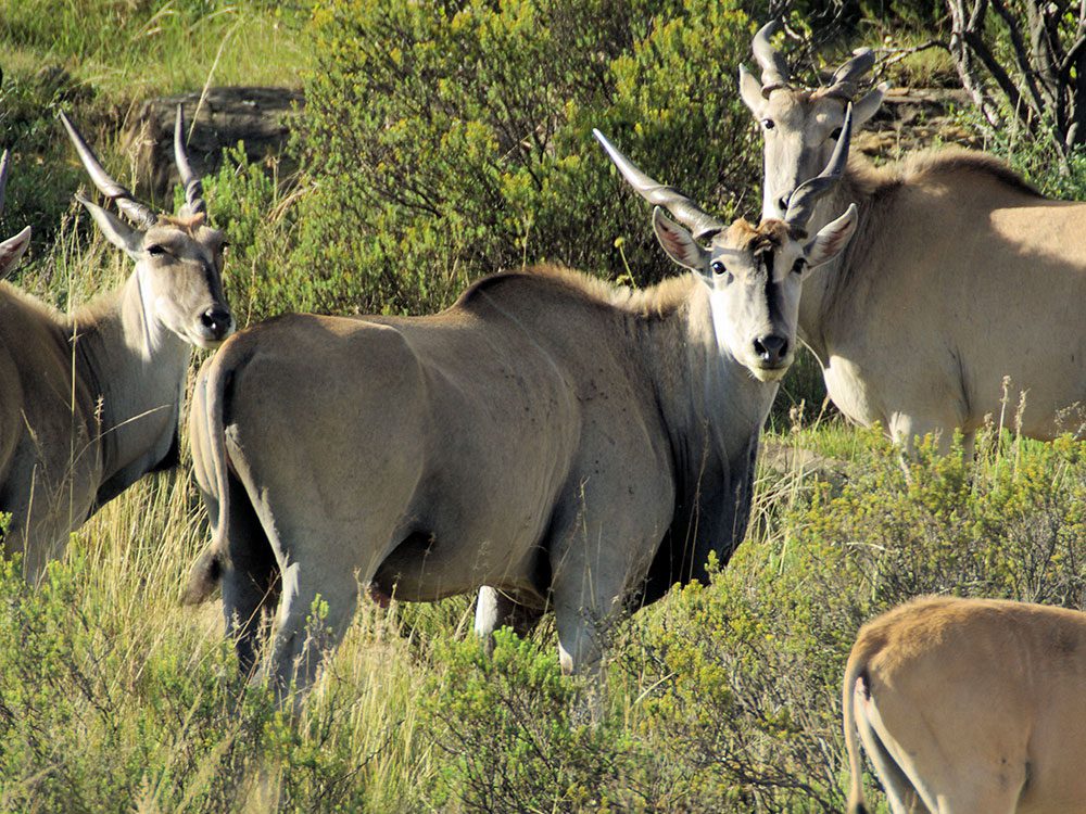Eland