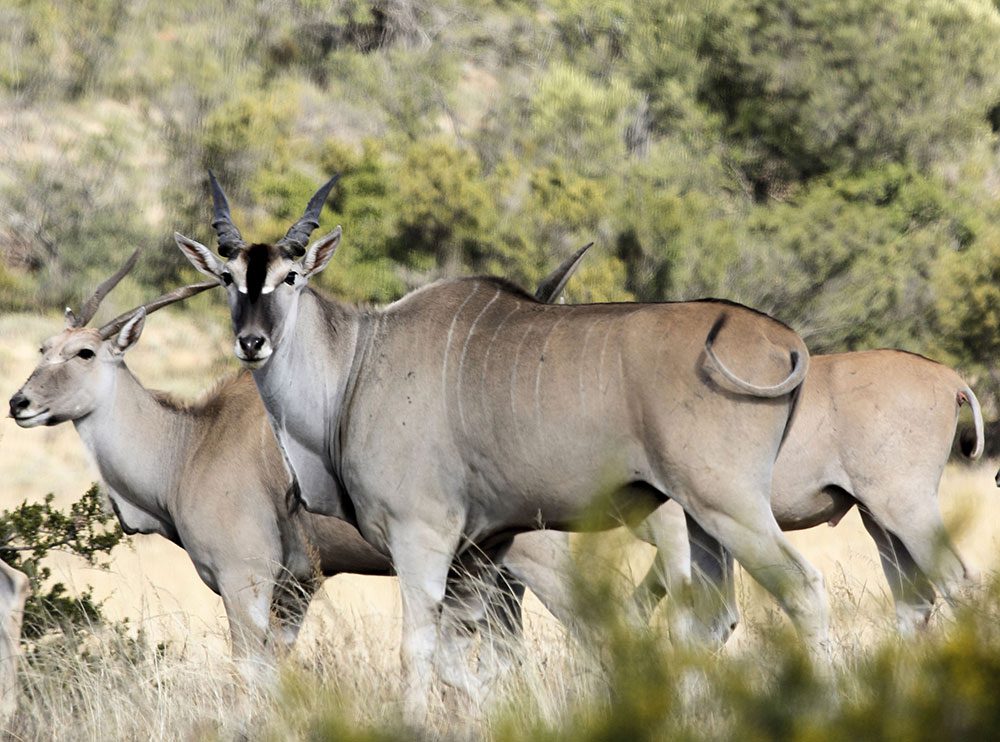 Eland