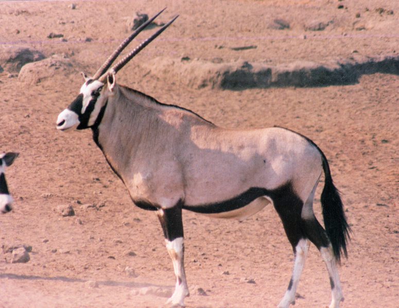 Lategan Safaris – Gallery