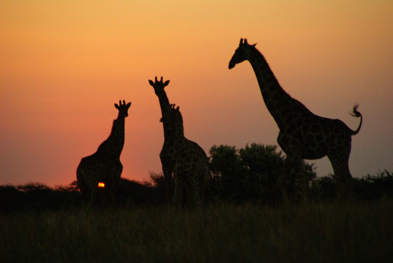 Lategan Safaris – Gallery
