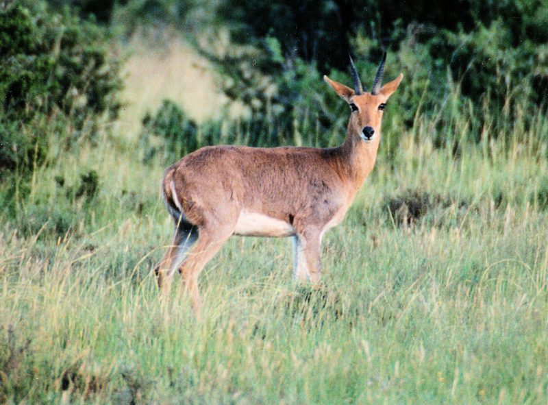 Lategan Safaris – Gallery