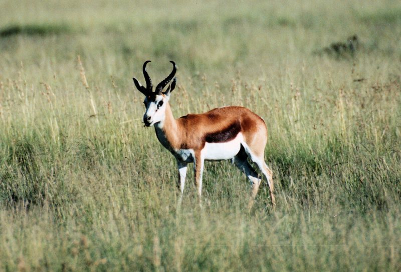 springbok