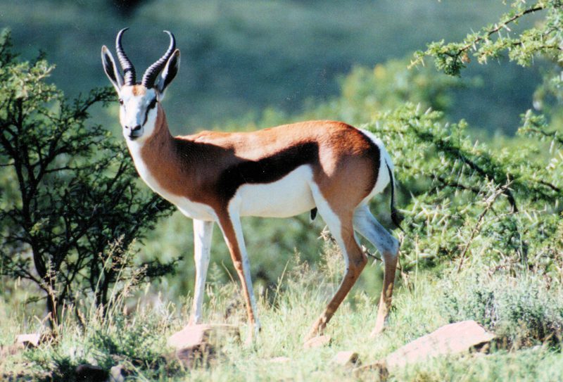 Lategan Safaris – Gallery