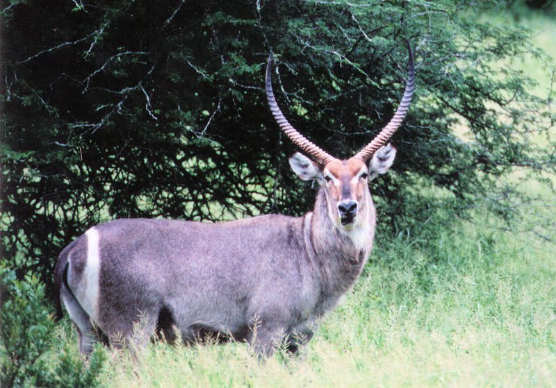 Lategan Safaris – Gallery