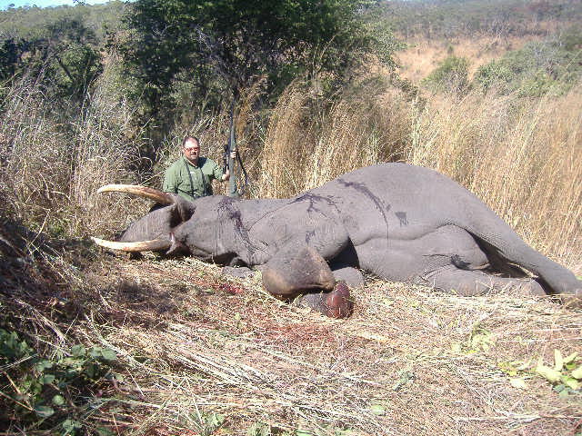 Elephant