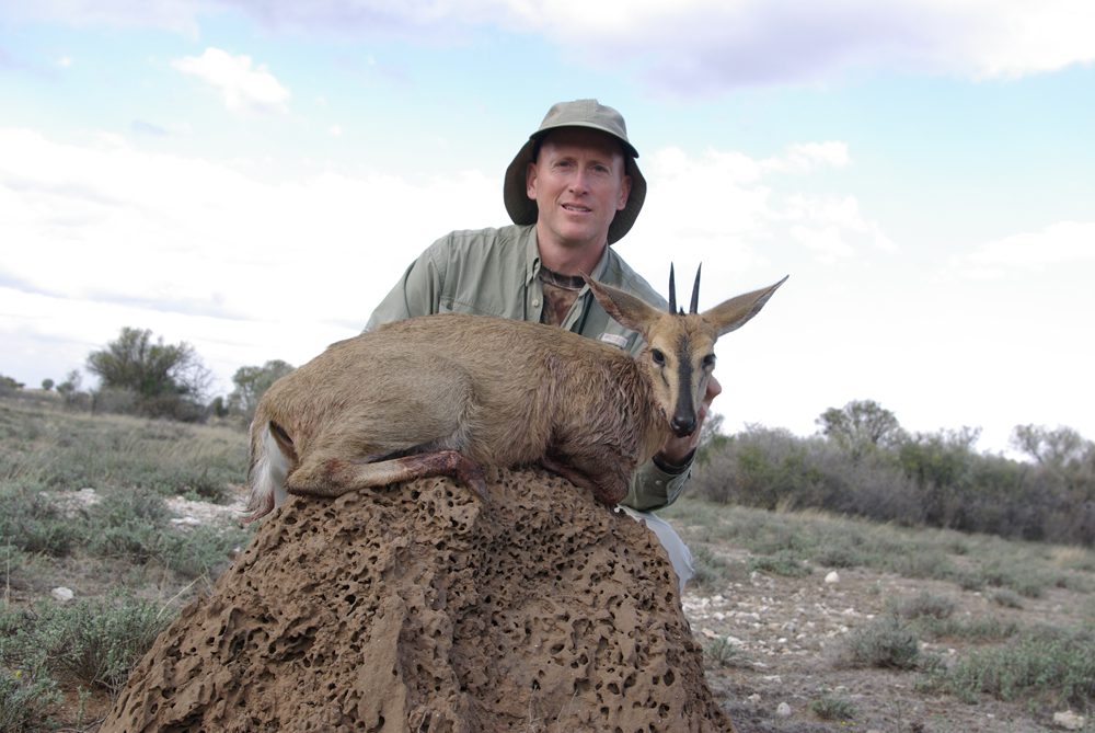 Common Duiker