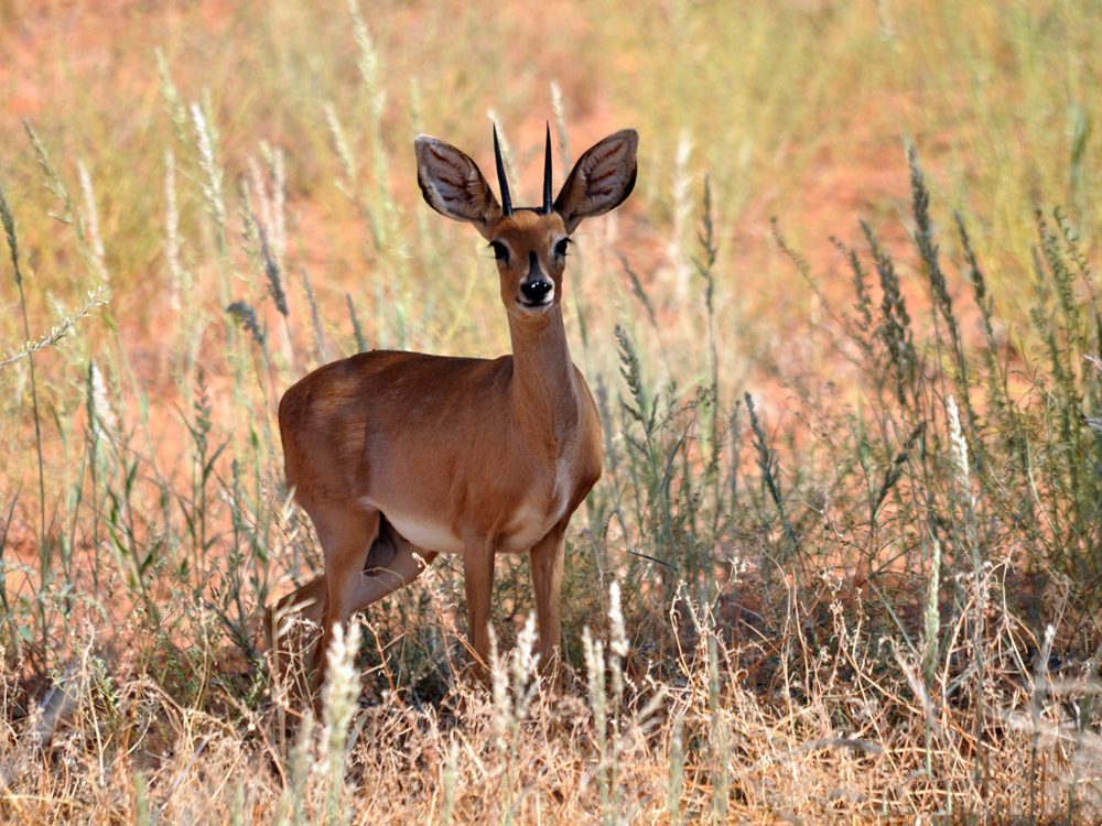 Steinbuck