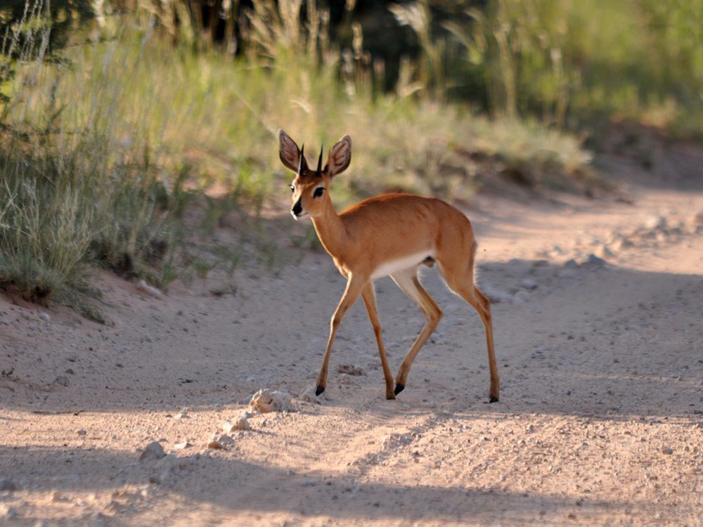 Steinbuck
