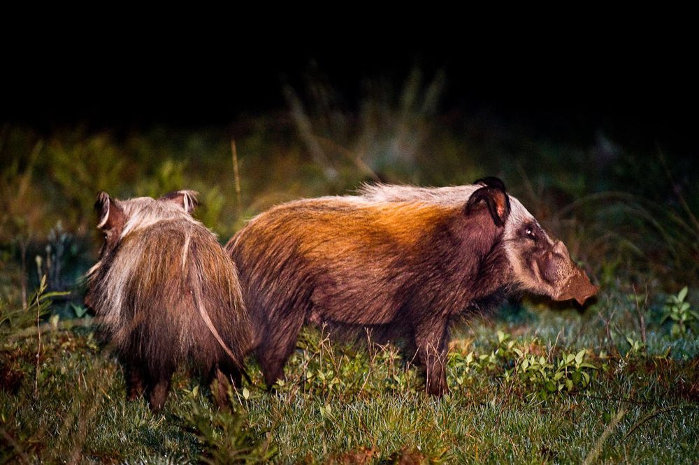 Bushpig