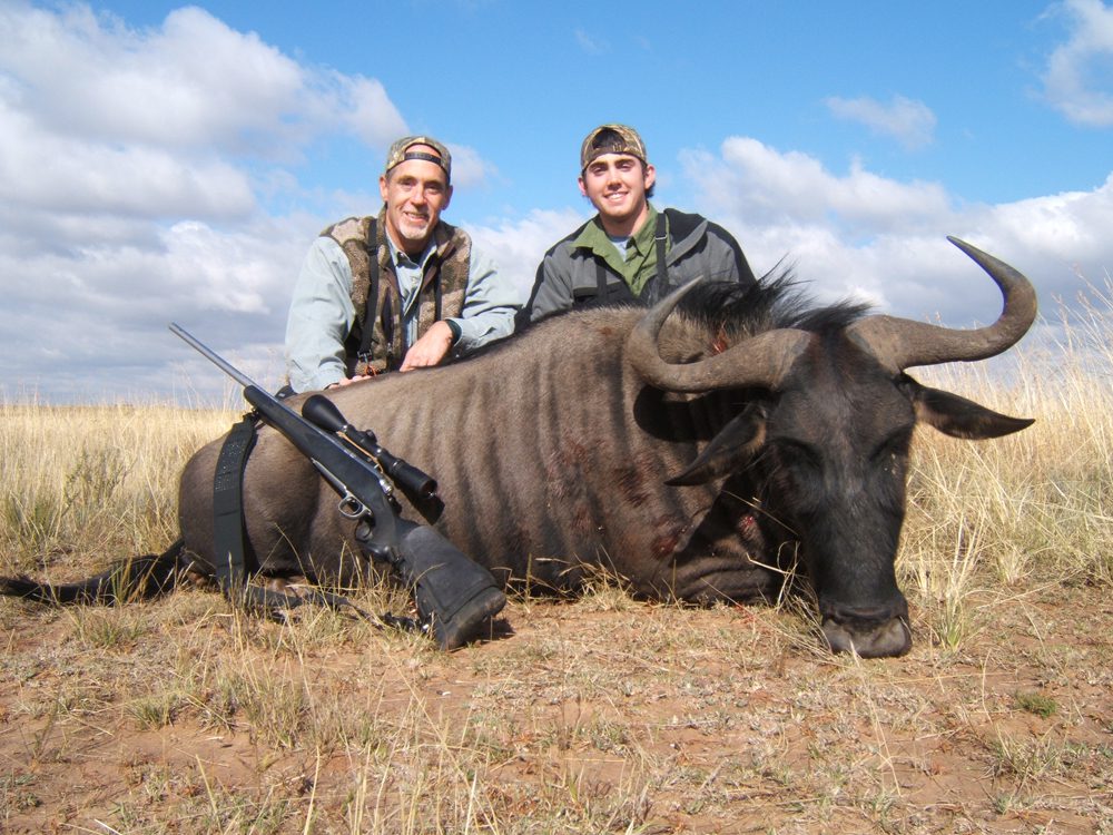 Blue Wildebeest