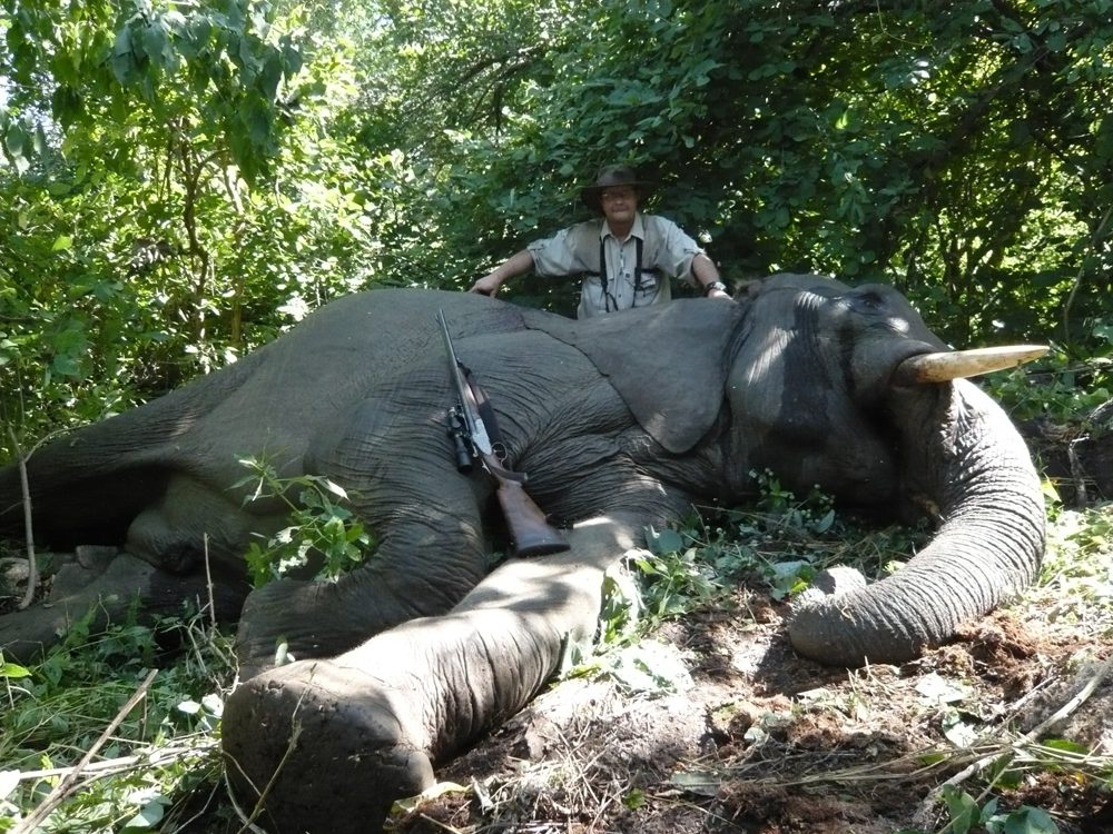 Elephant
