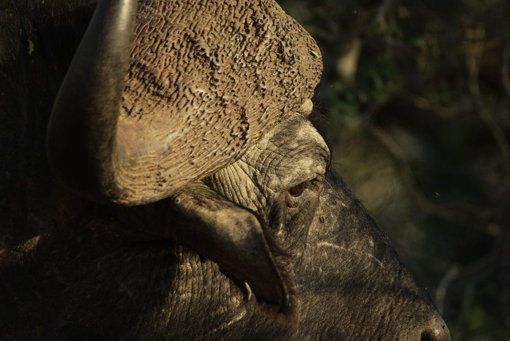 Buffalo