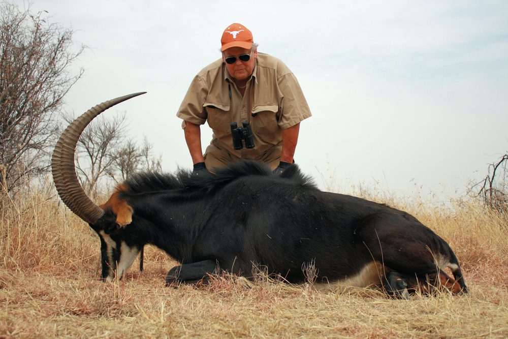 Sable Antelope