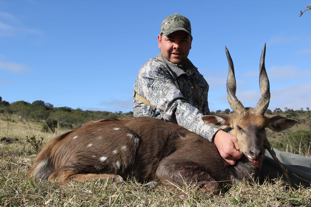 Bushbuck