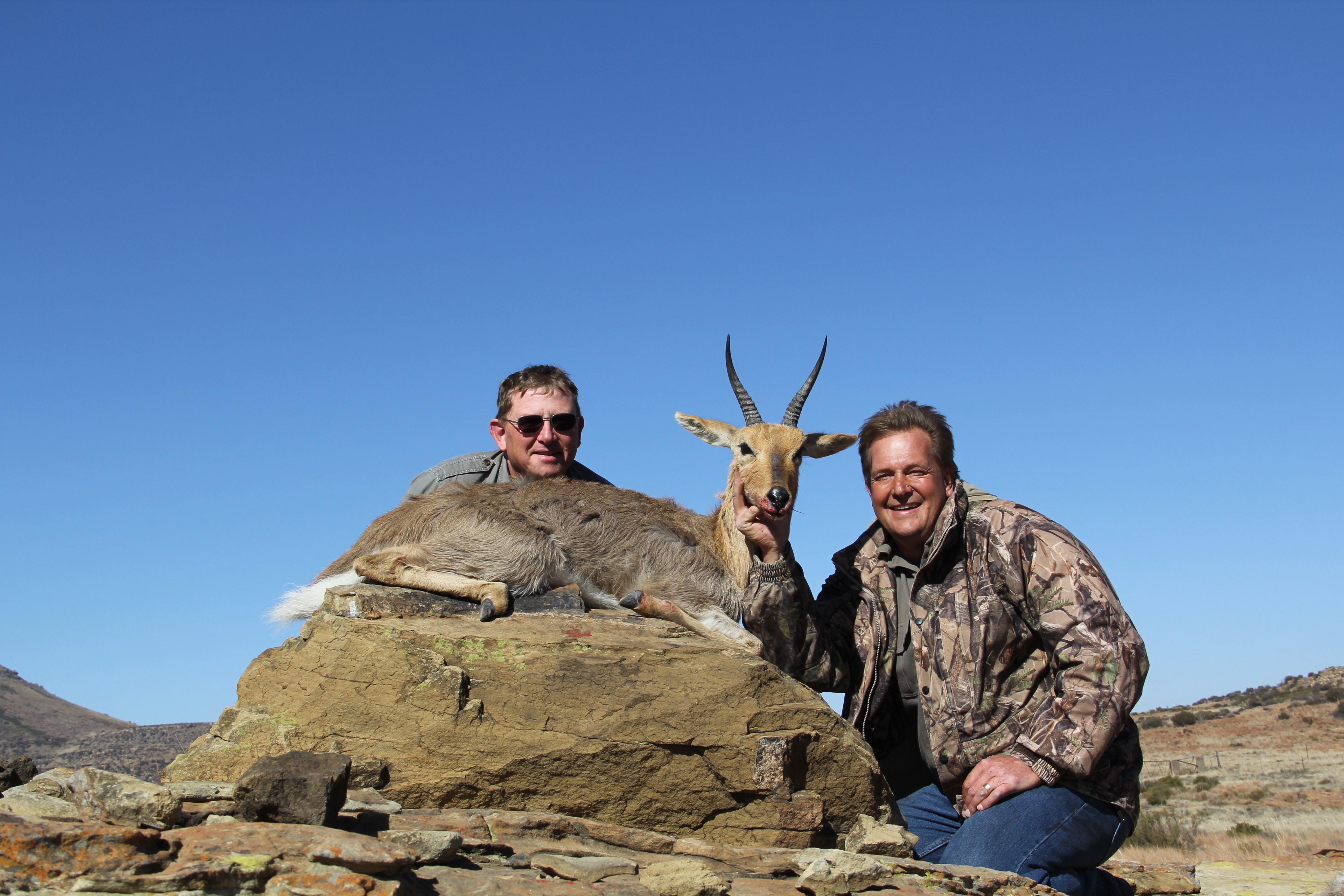 Mountain Reedbuck