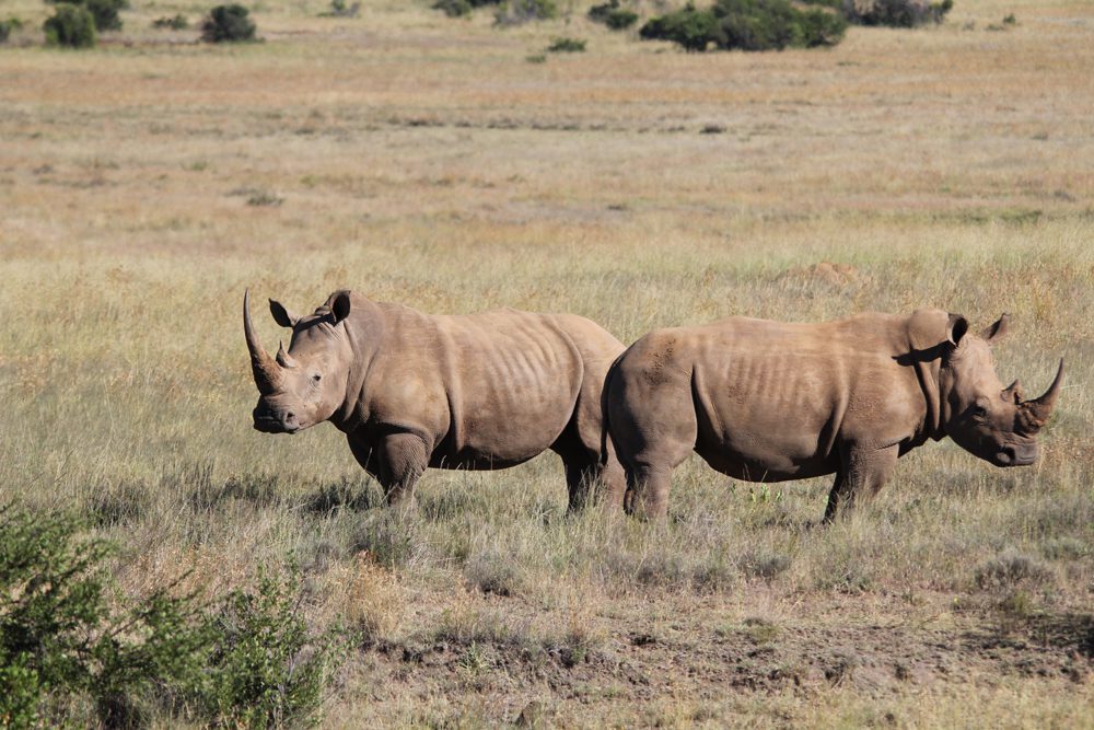 White Rhinocerus