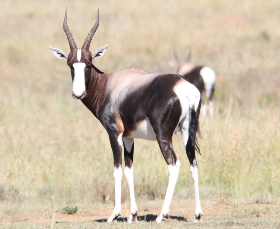 Bontebok