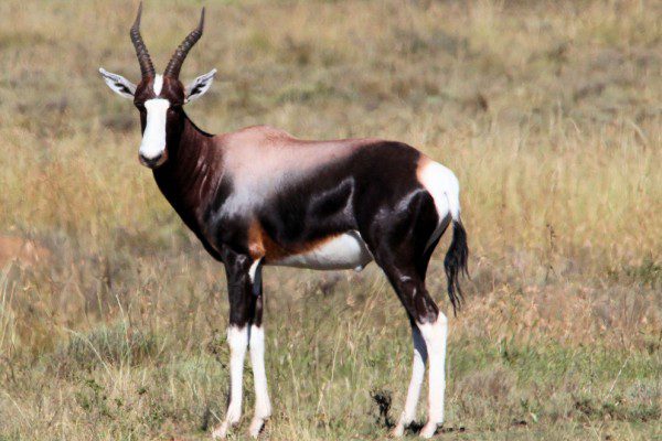 Bontebok