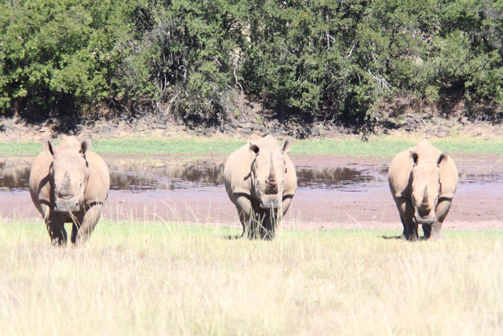 White Rhinocerus