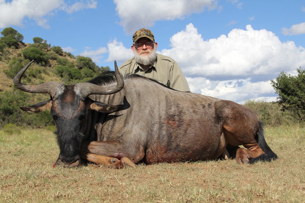 Blue Wildebeest