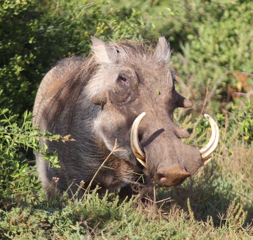 Warthog