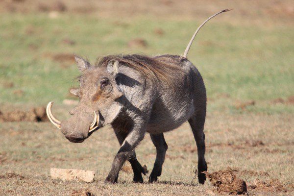 Warthog
