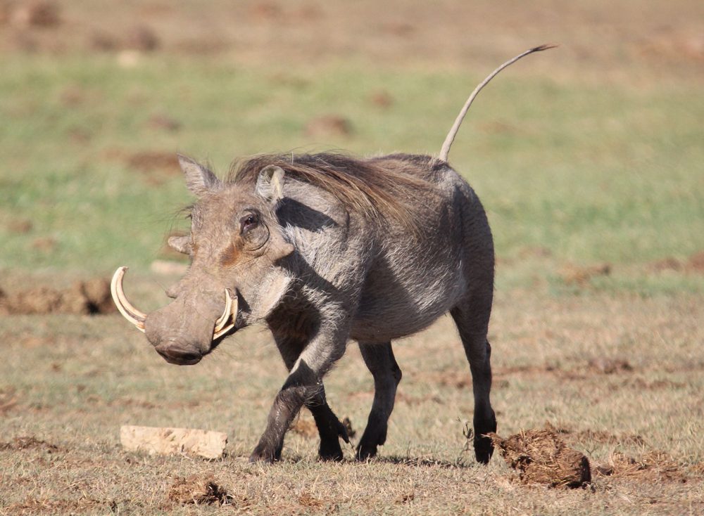 Warthog