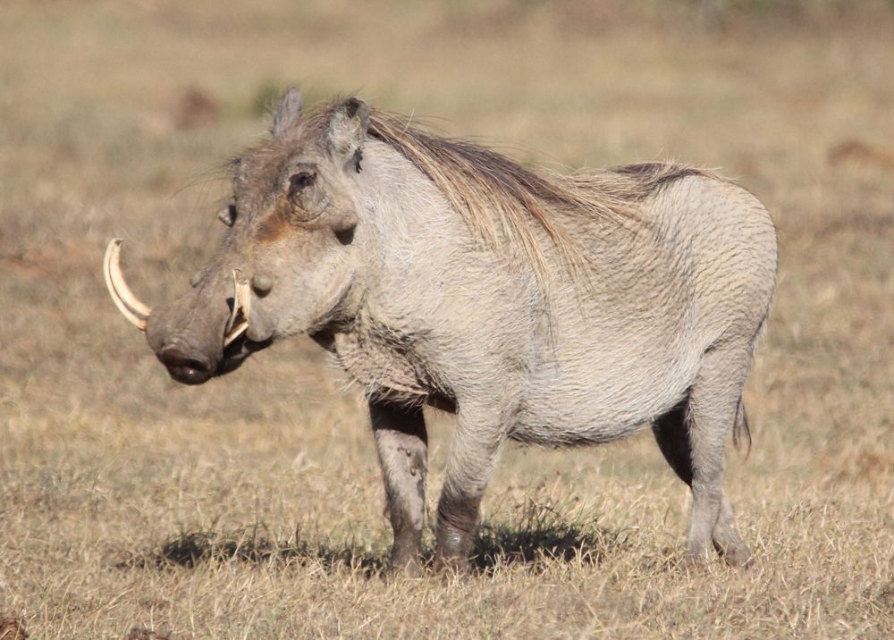 Warthog