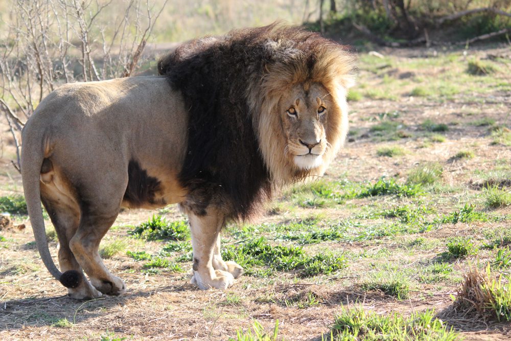 Lion