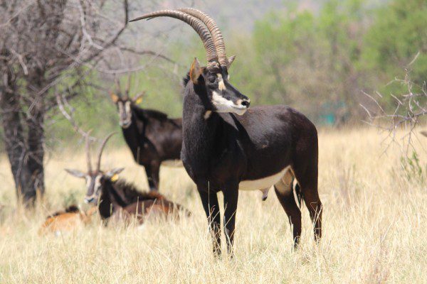 Sable Antelope