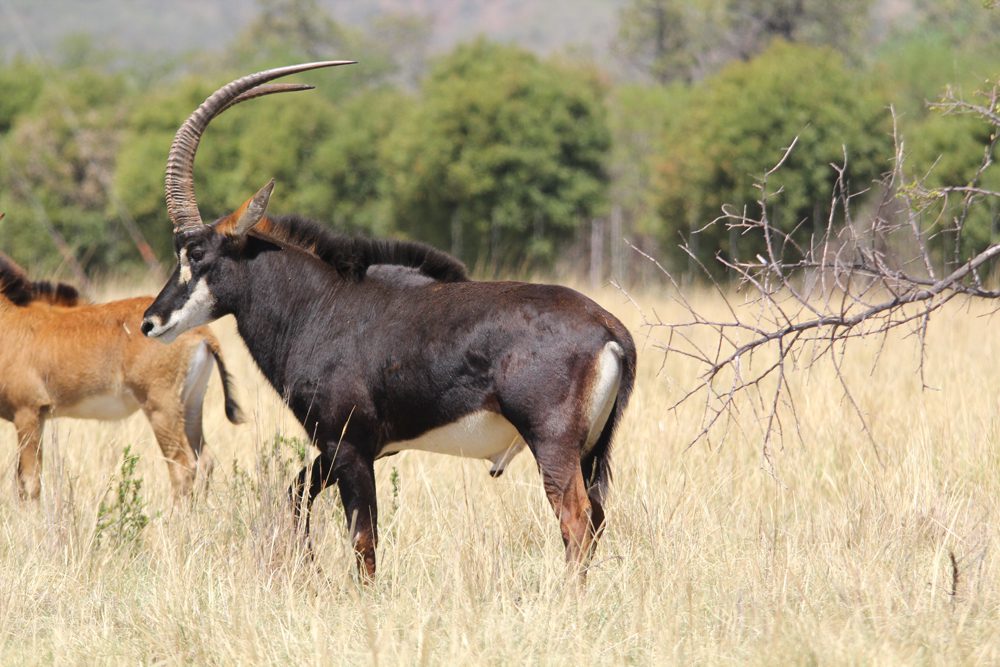 Sable Antelope