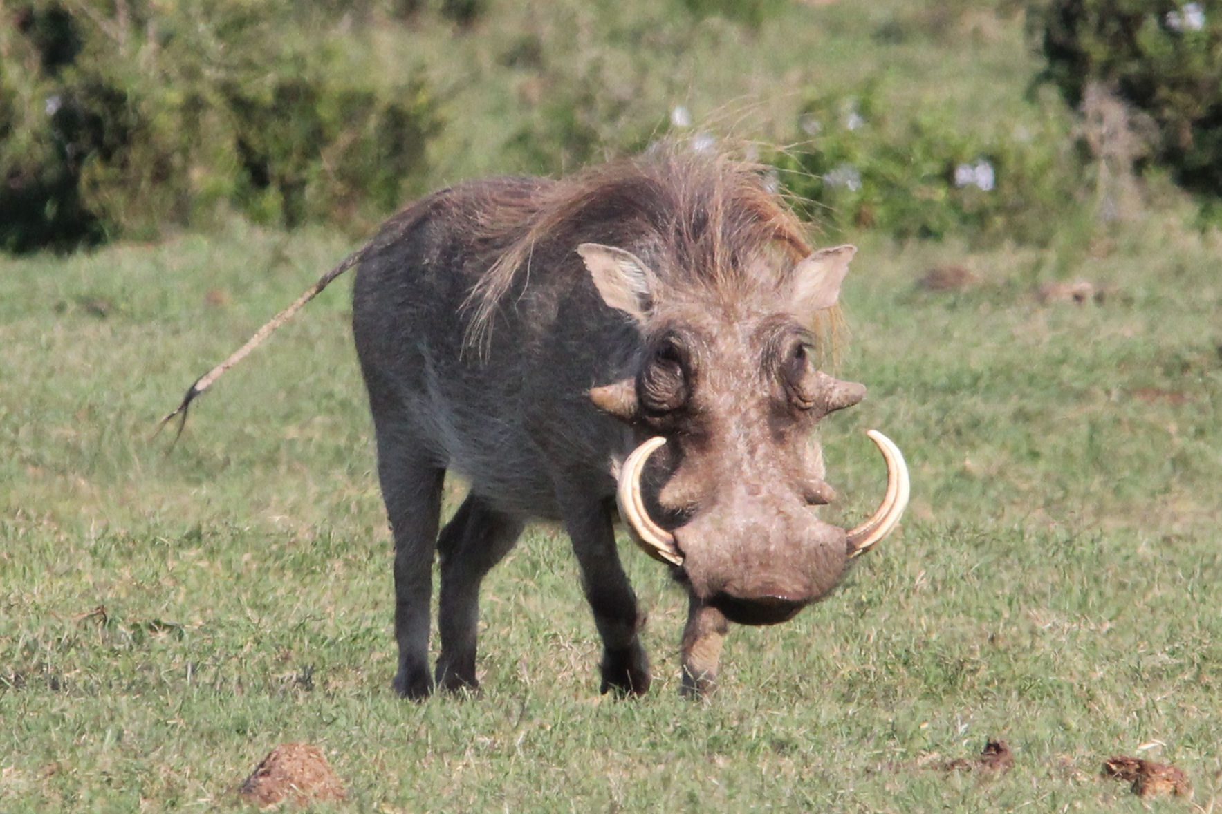 Warthog